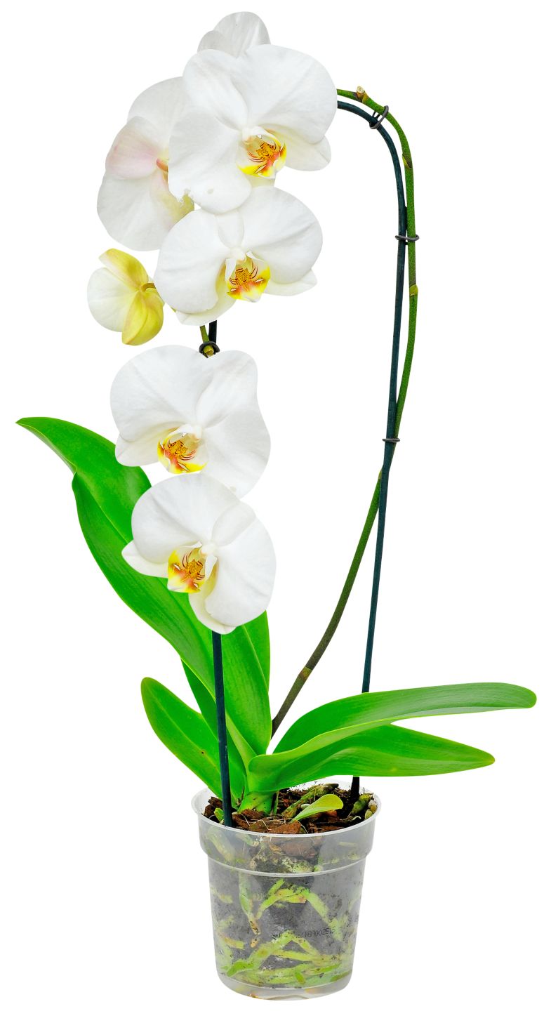 Orchidea Cascade (Phalaenopsis Cascade) priemer kvetináča: 12 cm
