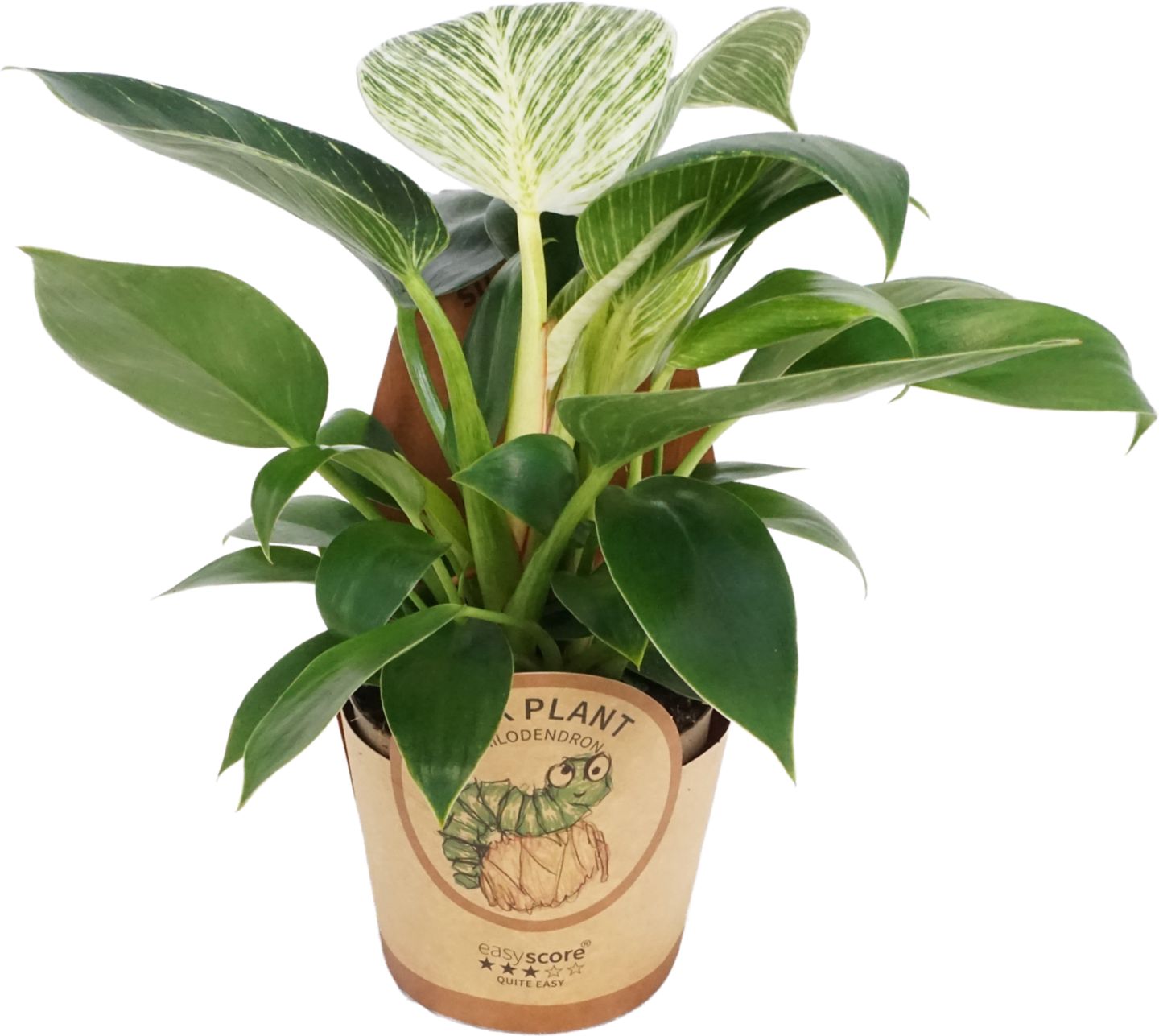 Filodendron v papierovom obale (Philodendron "White Meas.")