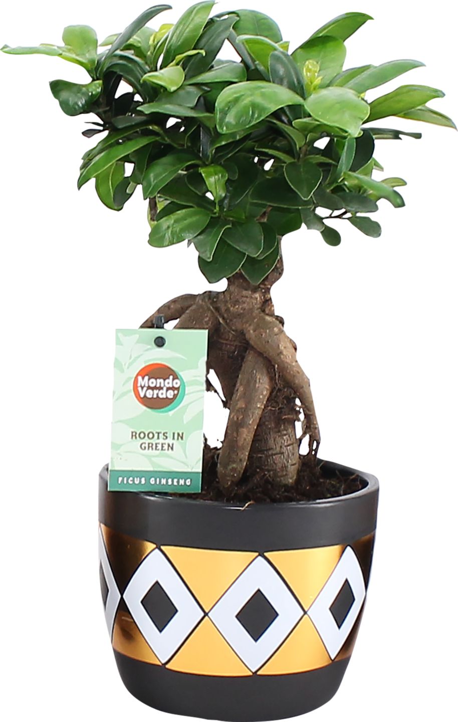 Bonsaj Fikus Ginseng v keramickom kvetináči (Ficus Ginseng)