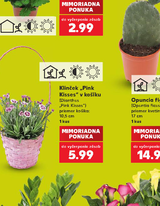 Klinček „Pink Kisses“ v košíku Opuncia figová